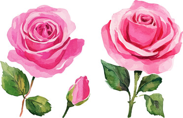 pink roses on white