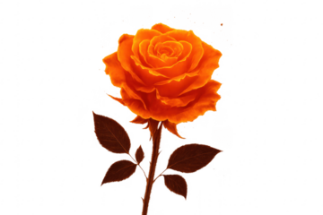 Orange rose stem with petals on transparent background