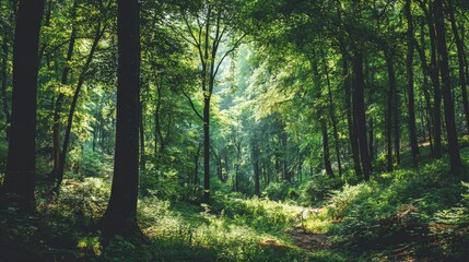 Fototapeta premium Lush Green Forest Pathway Capturing Sunlight Through Leaves in a Serene Wilderness Environment