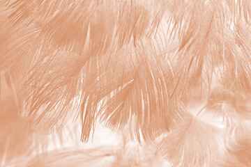 Beautiful brown feather texture pattern background