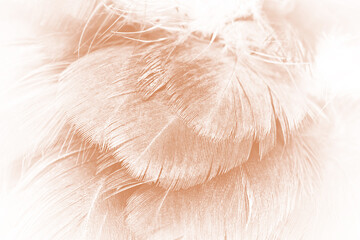 Beautiful brown feather texture pattern background