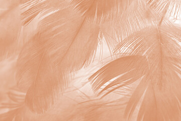 Beautiful brown feather texture pattern background
