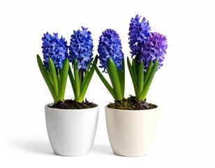 Fototapeta premium Two potted hyacinths, brilliant blue, against white