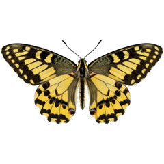 Vibrant butterfly with yellow wings edged in black; detailed pattern against a dark background