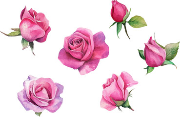 Fototapeta premium set of pink roses vector