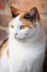 Calico cat portrait with striking yellow eyes