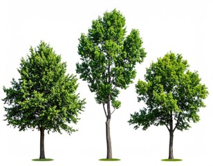 Obraz premium Three trees, varying heights, green leaves, isolated view