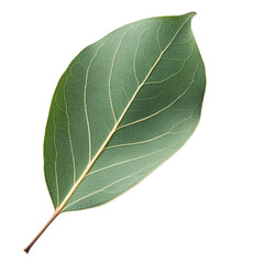 Obraz premium Close-up of a single vibrant green leaf with intricate vein patterns on a stark backdrop