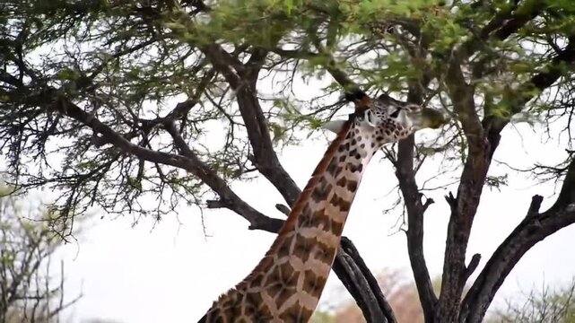 Wild giraffe feeding on green tree leaves, showcasing its long neck and distinctive pattern in natural habitat
