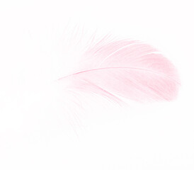 Beautiful  pink feather isolated pastel on white background 
