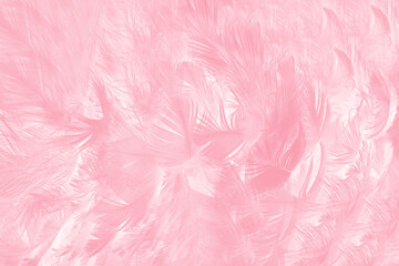 Fototapeta premium Beautiful abstract soft pink feather pattern texture background 