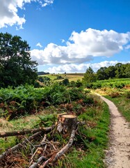 Scenic path through countryside