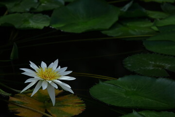 水面に優雅に浮かぶ
