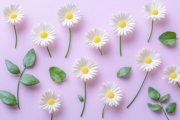 Obraz premium Delicate white daisies and verdant leaves arranged in a symmetrical pattern against a soft, pastel backdrop.