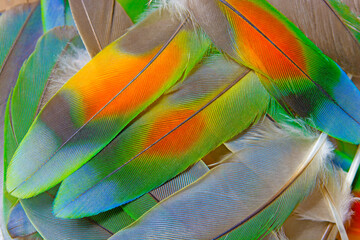 Beautiful colorful group parrot feather pattern texture luxury for background © nadtytok28