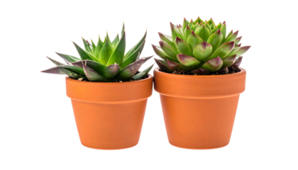  Succulent plant duo featuring miniature greenery in clay pots, isolated on transparent background