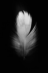 white feather isolated on black background