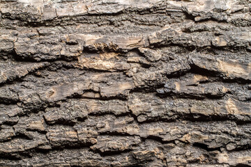 The bark texture of an old large tree. Natural tree bark