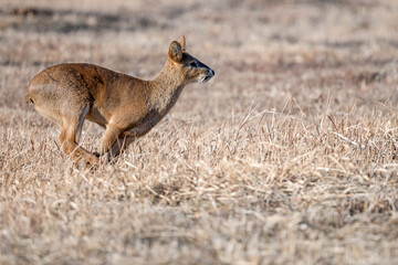 Wild Brown Roe Deer in Dry Winter Grassland