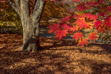 Red maple leaves above autumn forest floor covered with fallen leaves
