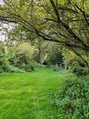 Peaceful river flowing through green forest, summer landscape with trees and grass