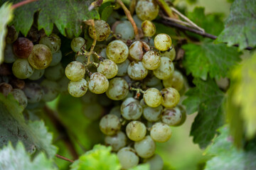 Close-up of ripe white grapes in Bio Garden Shaki Azerbaijan