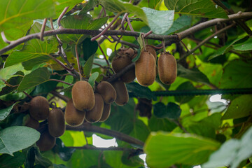 Kiwi fruits growing on vine in Bio Garden Shaki Azerbaijan