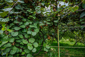 Kiwi vines growing in Bio Garden Shaki Azerbaijan