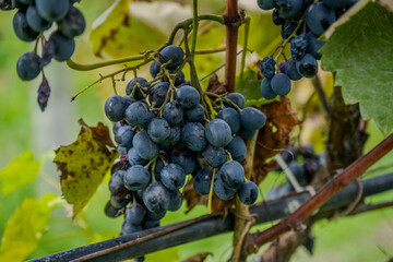 Ripe black grapes on vine in Bio Garden Shaki Azerbaijan