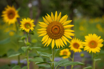 Bright Sunflower in Blooming Summer Field