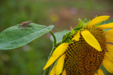 Insect on Sunflower Leaf Beside Blooming Yellow Flower