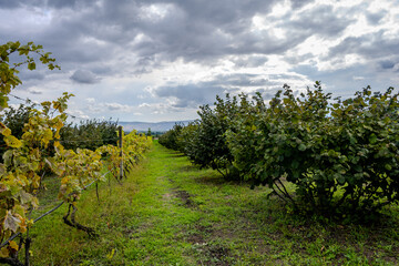 Vineyard and hazelnut orchard in Bio Garden Shaki Azerbaijan