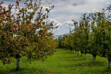 Apple Orchard in Bio Garden, Shaki District, Azerbaijan