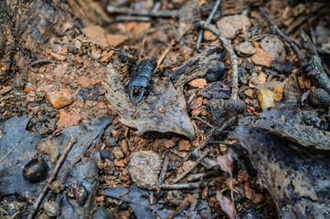 숲속의 사슴벌래