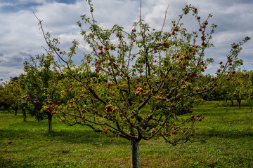 Apple Tree in the Bio Garden, Shaki District, Azerbaijan