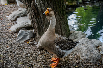Brown Chinese Goose by the Pond in the Bio Garden, Shaki District, Azerbaijan