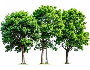 Fototapeta premium Three leafy trees stand against a stark white background