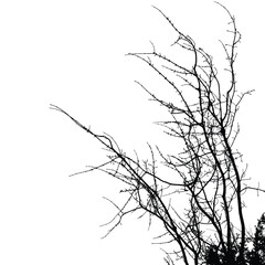 Silhouette of bare trees with branches isolated on white. Black and white vector illustration
