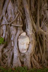 Buddha face sculpture on bodhi tree roots in Ayutthaya temple, Thailand