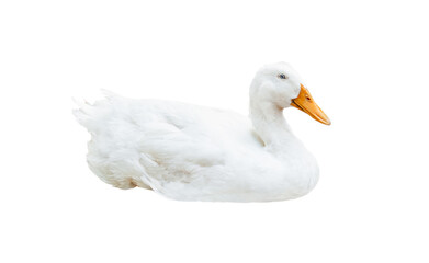 The white goose lying isolated