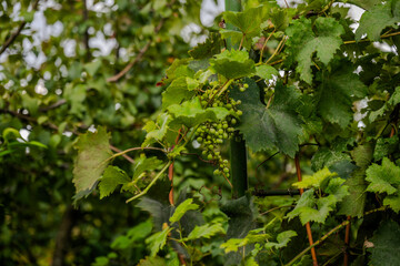 Young Grape Cluster on Vine in Bio Garden, Shaki District, Azerbaijan