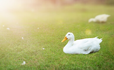 White duck sitting on green grass