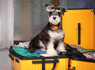 Miniature Schnauzer dog sits in suitcase vacation