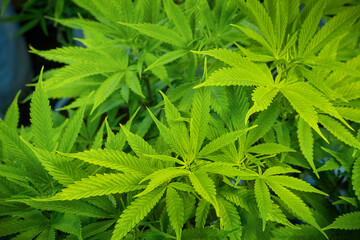 Leaves and bushes of green medical cannabis SBD