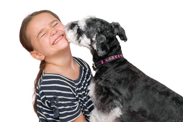 Miniature Schnauzer licking a child isolated