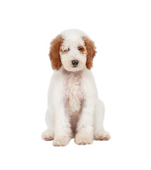 Red and white standard poodle puppy sitting isolated