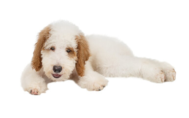 Standard poodle puppy red and white lying isolated