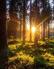 Golden sunrise in a forest