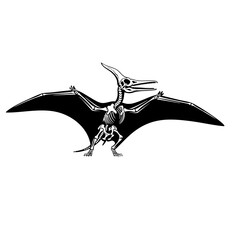Detailed Black and White Pterodactyl Skeleton with Extended Wingspan © Hanafi