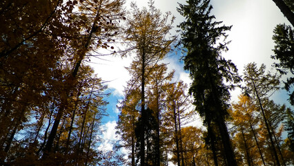 Fototapeta premium Autunal trees as natural background.